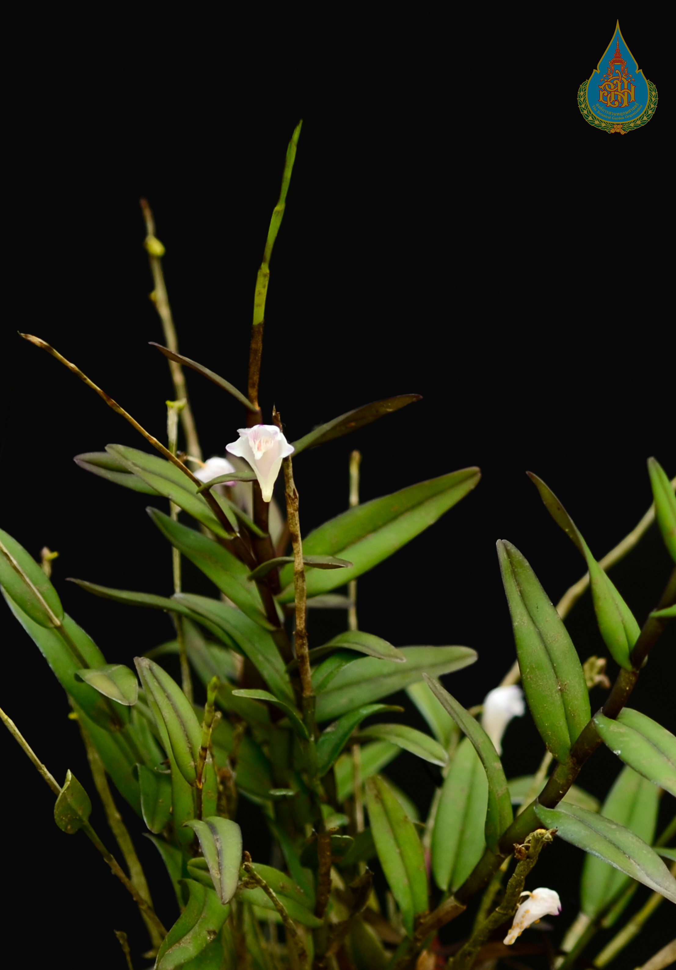 เอื้องอาจารย์บลูม  Dendrobium blumei Lindl.<br/>ORCHIDACEAE